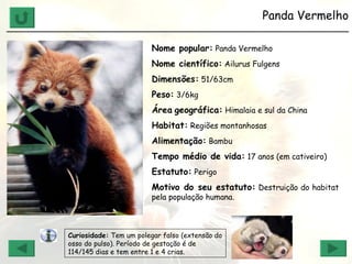 Panda Vermelho ______________________________________________________________ Nome popular:  Panda Vermelho Nome científico:  Ailurus Fulgens Dimensões:  51/63cm Peso:  3/6kg Área   geográfica:  Himalaia e sul da China Habitat:  Regiões montanhosas Alimentação:  Bambu Tempo médio de vida:  17 anos (em cativeiro) Estatuto:  Perigo  Motivo do seu estatuto:  Destruição do habitat pela população humana. Curiosidade:  Tem um polegar falso (extensão do osso do pulso). Período de gestação é de 114/145 dias e tem entre 1 e 4 crias. 