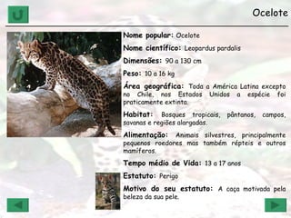 Ocelote ______________________________________________________________ Nome popular:   Ocelote Nome científico:  Leopardus pardalis Dimensões:  90 a 130 cm Peso:  10 a 16 kg Área geográfica:  Toda a América Latina excepto no Chile, nos Estados Unidos a espécie foi praticamente extinta. Habitat:  Bosques tropicais, pântanos, campos, savanas e regiões alargadas. Alimentação:  Animais silvestres, principalmente pequenos roedores mas também répteis e outros mamíferos. Tempo médio de Vida:  13 a 17 anos Estatuto:  Perigo Motivo do seu estatuto:  A caça motivada pela beleza da sua pele. 