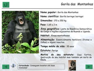 Gorila das  Montanhas ______________________________________________________________ Nome popular:   Gorila das Montanhas Nome científico:   Gorilla beringei beringei  Dimensões:   170 a 250 kg Peso:   1,65 a 2 m Área geográfica:   Leste da República Democrática do Congo e regiões adjacentes de Ruanda e Uganda. Habitat:   Áreas montanhosas Alimentação:   Essencialmente herbívoro (frutas e folhas) e alguns insectos. Tempo médio de vida:  35 anos Estatuto:   Perigo Motivo do seu estatuto:   Caça furtiva, destruição do seu habitat mas também um surto de Ébola. Curiosidade:  Conseguem levantar até duas toneladas! 