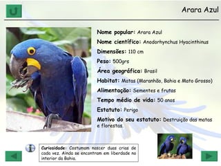 Arara Azul ______________________________________________________________ Nome popular:   Arara Azul Nome científico:   Anodorhynchus Hyacinthinus Dimensões:   110 cm Peso:   500grs Área geográfica:   Brasil Habitat:   Matas (Maranhão, Bahia e Mato Grosso) Alimentação:   Sementes e frutas Tempo médio de vida:   50 anos Estatuto:   Perigo Motivo do seu estatuto:   Destruição das matas e florestas. Curiosidade:  Costumam nascer duas crias de cada vez. Ainda se encontram em liberdade no interior da Bahia. 