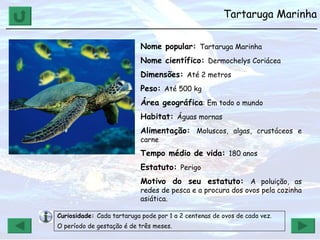 Tartaruga Marinha ______________________________________________________________ Nome popular:  Tartaruga Marinha Nome científico:  Dermochelys Coriácea Dimensões:  Até 2 metros Peso:  Até 500 kg Área geográfica : Em todo o mundo Habitat:  Águas mornas  Alimentação:  Moluscos, algas, crustáceos e carne Tempo médio de vida:  180 anos Estatuto:  Perigo Motivo do seu estatuto:  A poluição, as redes de pesca e a procura dos ovos pela cozinha asiática. Curiosidade:  Cada tartaruga pode por 1 a 2 centenas de ovos de cada vez. O período de gestação é de três meses. 