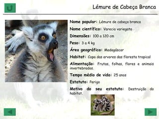 Lémure de Cabeça Branca  ______________________________________________________________ Nome popular:  Lémure de cabeça branca Nome científico:  Varecia variegata   Dimensões:  100 a 120 cm Peso:  3 a 4 kg Área geográfica:  Madagáscar Habitat:  Copa das arvores das floresta tropical Alimentação:  Frutas, folhas, flores e animais invertebrados. Tempo médio de vida:  25 anos Estatuto:  Perigo Motivo do seu estatuto:  Destruição do habitat. 
