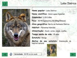 Lobo Ibérico ______________________________________________________________ Nome popular:  Lobo Ibérico Nome científico:  Canis Lupus Cignatus Dimensões:  1,10/1,40m  Peso:  30/45 kg(macho),25/35kg(fêmeas) Área geográfica : Norte da Península Ibérica Habitat:  Florestas húmidas Alimentação:  Javali, corso, veado, ovelha… Tempo médio de vida:  15 anos Estatuto:  Perigo Motivo do seu estatuto:  Diminuição do habitat natural. Curiosidade:  30/45 cm de cauda 