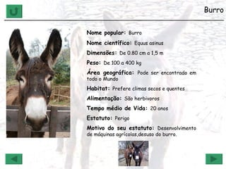 Burro ______________________________________________________________ Nome popular:  Burro Nome científico:  Equus asinus   Dimensões:  De 0.80 cm a 1,5 m Peso:  De 100 a 400 kg Área geográfica:  Pode ser encontrado em todo o Mundo Habitat:  Prefere climas secos e quentes Alimentação:  São herbivoros Tempo médio de Vida:  20 anos Estatuto:  Perigo Motivo do seu estatuto:  Desenvolvimento de máquinas agrícolas,desuso do burro. 