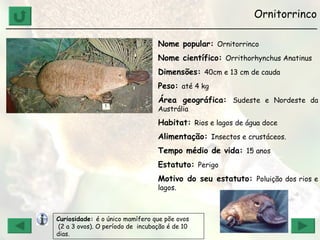 Ornitorrinco ______________________________________________________________ Nome popular:  Ornitorrinco Nome científico:  Orrithorhynchus Anatinus Dimensões:  40cm e 13 cm de cauda Peso:  até 4 kg Área geográfica:  Sudeste e Nordeste da Austrália Habitat:  Rios e lagos de água doce  Alimentação:  Insectos e crustáceos. Tempo médio de vida:  15 anos Estatuto:  Perigo Motivo do seu estatuto:  Poluição dos rios e lagos. Curiosidade:  é o único mamífero que põe ovos  (2 a 3 ovos). O período de  incubação é de 10 dias. 