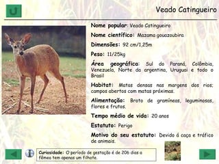 Veado Catingueiro ______________________________________________________________ Nome popular : Veado Catingueiro Nome científico:  Mazama gouazoubira Dimensões:  92 cm/1,25m Peso:  11/25kg Área geográfica :  Sul do Paraná, Colômbia, Venezuela, Norte da argentina, Uruguai e todo o Brasil  Habitat:  Matas densas nas margens dos rios; campos abertos com matas próximas. Alimentação:  Broto de gramíneas, leguminosas, flores e frutos. Tempo médio de vida:  20 anos Estatuto:  Perigo Motivo do seu estatuto:  Devido á caça e tráfico de animais. Curiosidade:  O período de gestação é de 206 dias a fêmea tem apenas um filhote. 