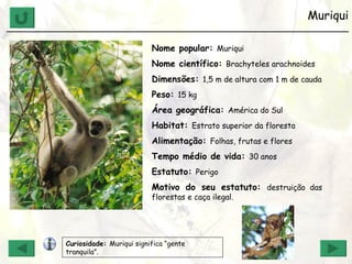 Muriqui ______________________________________________________________ Nome popular:  Muriqui Nome científico:  Brachyteles arachnoides Dimensões:  1,5 m de altura com 1 m de cauda Peso:  15 kg Área geográfica:  América do Sul Habitat:  Estrato superior da floresta Alimentação:  Folhas, frutas e flores Tempo médio de vida:  30 anos Estatuto:  Perigo Motivo do seu estatuto:  destruição das florestas e caça ilegal. Curiosidade:  Muriqui significa “gente tranquila”. 