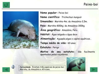 Peixe-boi ______________________________________________________________ Nome popular:  Peixe-boi Nome científico:  Trichechus inunguis   Dimensões:  Marinho-4m; da Amazónia-2,5m. Peso:  Marinho-800kg; da Amazónia-300kg Área geográfica:  Amazónia, Peru  Habitat:  Água salgada e água doce Alimentação:  Aguapés,algas e capins aquáticos… Tempo médio de vida:  60 anos Estatuto:  Perigo Motivo do seu estatuto:  São facilmente apanhados pelos caçadores. Curiosidade:  Existem três espécies de peixe-boi: Marinho, da Amazónia e Africano. 