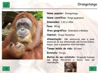 Orangotango ______________________________________________________________ Nome popular:  Orangotango Nome científico:  Pongo pygmaeus   Dimensões:  1,10 a 1.40m Peso:  90 kg Área geográfica:  Indonésia e Malásia Habitat:  Áreas florestais  Alimentação:  São omnívoros mas a base essencial da sua alimentação são frutos,folhas, bagas, ovos e pequenos invertebrados. Tempo médio de vida:  60 anos Estatuto:  Perigo Motivo do seu estatuto:  Ocupação humana nas áreas florestais e baixa taxa de reprodução.  