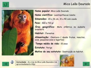Mico Leão Dourado ______________________________________________________________ Nome popular : Mico Leão Dourado Nome científico:  Leontopithecus rosalia Dimensões:  20 a 26 cm, 31 a 40 com cauda Peso:  360 a 710 gr Área geográfica:  Mata atlântica no sudeste brasileiro Habitat:  Florestas Alimentação:  Omnívoro ( desde frutas, insectos, ovos, pequenas aves e lagartos) Tempo médio de vida:  15 anos Estatuto:  Perigo Motivo do seu estatuto:  Destruição do habitat. Curiosidade:  As crias do Mico Leão Dourado é de aproximadamente 60gr. 