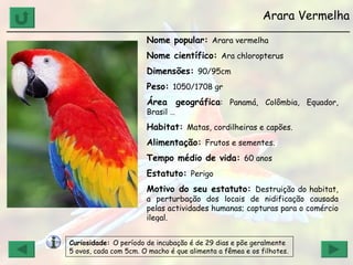 Arara Vermelha ______________________________________________________________ Nome popular:  Arara vermelha Nome científico:  Ara chloropterus Dimensões:  90/95cm Peso:  1050/1708 gr Área geográfica : Panamá, Colômbia, Equador, Brasil … Habitat:  Matas, cordilheiras e capões. Alimentação:  Frutos e sementes. Tempo médio de vida:  60 anos Estatuto:  Perigo Motivo do seu estatuto:  Destruição do habitat, a perturbação dos locais de nidificação causada pelas actividades humanas; capturas para o comércio ilegal. Curiosidade:  O período de incubação é de 29 dias e põe geralmente 5 ovos, cada com 5cm. O macho é que alimenta a fêmea e os filhotes. 