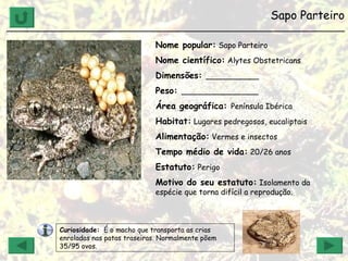 Sapo Parteiro ______________________________________________________________ Nome popular:  Sapo Parteiro Nome científico:  Alytes Obstetricans Dimensões:  ___________  Peso:  ________________ Área geográfica:  Península Ibérica Habitat:  Lugares pedregosos, eucaliptais Alimentação:  Vermes e insectos Tempo médio de vida:  20/26 anos Estatuto:  Perigo Motivo do seu estatuto:  Isolamento da espécie que torna difícil a reprodução. Curiosidade:   É o macho que transporta as crias enroladas nas patas traseiras. Normalmente põem 35/95 ovos. 