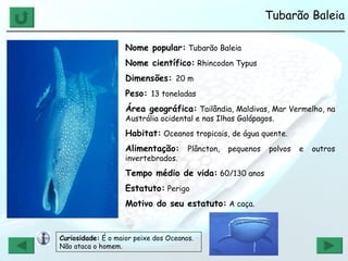 Tubarão Baleia ______________________________________________________________ Nome popular:  Tubarão Baleia Nome científico:  Rhincodon Typus Dimensões:  20 m Peso:  13 toneladas Área geográfica:  Tailândia, Maldivas, Mar Vermelho, na Austrália ocidental e nas Ilhas Galápagos. Habitat:  Oceanos tropicais, de água quente. Alimentação:  Plâncton, pequenos polvos e outros invertebrados. Tempo médio de vida:  60/130 anos Estatuto:  Perigo Motivo do seu estatuto:  A caça. Curiosidade:  É o maior peixe dos Oceanos. Não ataca o homem. 
