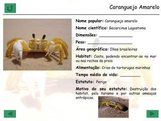 Caranguejo Amarelo ______________________________________________________________ Nome popular:  Caranguejo amarelo Nome científico:  Gecarcinus Lagostoma Dimensões:  _______________ Peso:  ____________________ Área geográfica:  Ilhas brasileiras Habitat:  Costa, podendo encontrar-se no mar ou nas rochas da praia Alimentação:  Crias de tartarugas marinhas Tempo médio de vida:  _________ Estatuto:   Perigo Motivo do seu estatuto:  Destruição dos habitat, pelo turismo e por outras ameaças antrópicas. 