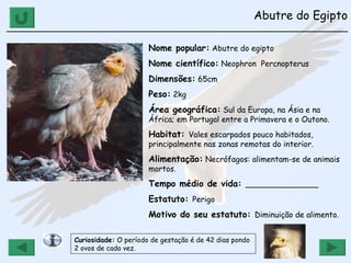 Abutre do Egipto ______________________________________________________________ Nome popular:  Abutre do egipto Nome científico:  Neophron  Percnopterus Dimensões:  65cm Peso:  2kg Área geográfica:  Sul da Europa, na Ásia e na África; em Portugal entre a Primavera e o Outono. Habitat:  Vales escarpados pouco habitados, principalmente nas zonas remotas do interior.  Alimentação:  Necrófagos: alimentam-se de animais mortos. Tempo médio de vida:  _______________ Estatuto:  Perigo Motivo do seu estatuto:  Diminuição de alimento. Curiosidade:  O período de gestação é de 42 dias pondo 2 ovos de cada vez. 