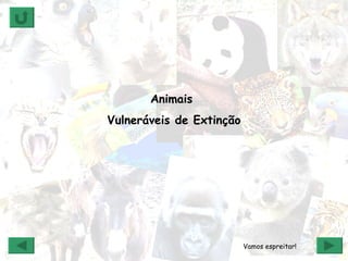 Animais  Vulneráveis de Extinção Vamos espreitar! 