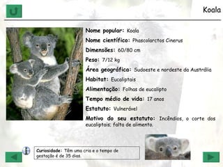 Koala ______________________________________________________________ Nome popular:  Koala Nome científico:  Phascolarctos Cinerus Dimensões:  60/80 cm Peso:  7/12 kg Área geográfica:  Sudoeste e nordeste da Austrália Habitat:  Eucaliptais Alimentação:  Folhas de eucalipto Tempo médio de vida:  17 anos Estatuto:  Vulnerável Motivo do seu estatuto:  Incêndios, o corte dos eucaliptais; falta de alimento. Curiosidade:  Têm uma cria e o tempo de gestação é de 35 dias. 