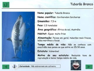 Tubarão Branco ______________________________________________________________ Nome popular:  Tubarão Branco Nome científico:  Carcharodon Carcharias  Dimensões:  7,5 m Peso:  2,5 toneladas Área geográfica:  África do sul, Austrália Habitat:  Águas  muito frias Alimentação:  Peixes em geral, tubarões mais fracos, leões marinhos e focas Tempo médio de vida:  Não se conhece com exactidão mas pensa-se que entre os 25/30 anos.  Estatuto:  Vulnerável Motivo do seu estatuto:   Reduzida taxa de reprodução e baixo tempo médio de vida. Curiosidade:  Não sobrevivem em cativeiro. 