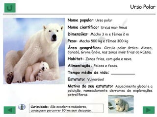 Urso Polar ______________________________________________________________ Nome popular : Urso polar Nome científico:  Ursus maritimus   Dimensões:  Macho 3 m e fêmea 2 m Peso:  Macho 500 kg e fêmea 300 kg Área geográfica:  Circulo polar ártico: Alasca, Canadá, Gronelândia, nas zonas mais frias da Rússia. Habitat:  Zonas frias, com gelo e neve. Alimentação:  Peixes e focas. Tempo médio de vida:  ___________ Estatuto:  Vulnerável Motivo do seu estatuto:  Aquecimento global e a poluição, nomeadamente derrames de explorações petrolíferas. Curiosidade:  São excelente nadadores, conseguem percorrer 80 km sem descanso. 