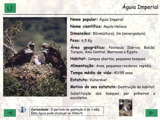 Águia Imperial ______________________________________________________________ Nome popular:  Águia Imperial Nome científico:  Aquila Heliaca Dimensões:  80cm(altura), 2m (envergadura). Peso:  6,5 Kg Área geográfica:  Península Ibérica; Balcãs, Turquia, Ásia Central, Marrocos e Egipto. Habitat:  Campos abertos, pequenos bosques. Alimentação:  Aves, pequenos roedores, reptéis. Tempo médio de vida:  40/95 anos Estatuto:  Vulnerável Motivo do seu estatuto:  Destruição do habitat; Substituição dos bosques por pinheiros e eucaliptos. Curiosidade:  O período de gestação é de 1 mês. Esta águia pode alcançar os 10km/h.  