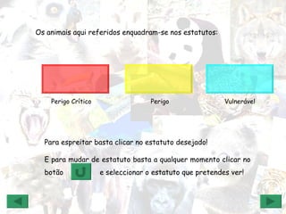 Os animais aqui referidos enquadram-se nos estatutos:  Para espreitar basta clicar no estatuto desejado! E para mudar de estatuto basta a qualquer momento clicar no botão  e seleccionar o estatuto que pretendes ver! Perigo Crítico Perigo Vulnerável 