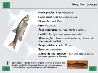 Boga Portuguesa ______________________________________________________________ Nome popular:  Boga Portuguesa Nome científico:  Rutilus lusitanicus   Dimensões:  Até 30cm Peso:  400/500g Área geográfica:  Portugal( Norte e Centro). Habitat:  Em águas com algumas correntes. Alimentação:  Invertebrados,moluscos, larvas de insectos e de vegetais. Tempo médio de vida:  10 anos Estatuto:  Vulnerável Motivo do seu estatuto:  Ser   uma espécie que se encontra apenas em Portugal. Curiosidade:  Realiza migrações para efectuar a  desova que se dá a montante dos cursos de água corrente com pouca profundidade e depositando entre 1000/7000 ovos. 