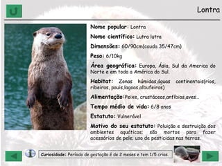 Lontra ______________________________________________________________ Nome popular:  Lontra Nome científico:  Lutra lutra Dimensões:  60/90cm(cauda 35/47cm) Peso:  6/10kg Área geográfica:  Europa, Ásia, Sul da America do Norte e em toda a América do Sul. Habitat:  Zonas húmidas,águas continentais(rios, ribeiras, pauis,lagoas,albufeiras) Alimentação: Peixe, crustáceos,anfíbios,aves… Tempo médio de vida:  6/8 anos Estatuto:  Vulnerável Motivo do seu estatuto:  Poluição e destruição dos ambientes aquáticos; são mortos para fazer acessórios de pele; uso de pesticidas nas terras. Curiosidade:  Período de gestação é de 2 meses e tem 1/5 crias.  