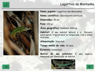 Lagartixa da Montanha ______________________________________________________________ Nome popular:  Lagartixa das Montanhas Nome científico:   Iberolacerta monticola   Dimensões:  15 cm Peso:  120 gr Área geográfica:  Península Ibérica Habitat:  O seu habitat natural é a  floresta subtropical, tropical seco ou temperada, rios e zonas rochosas.  Alimentação:  Insectos. Tempo médio de vida:  10 anos Estatuto:  Vulnerável Motivo do seu estatuto:  É uma espécie ameaçada por diminuição de habitat.  