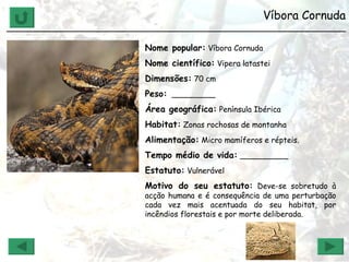 Víbora Cornuda ______________________________________________________________ Nome popular:  Víbora Cornuda Nome científico:  Vipera latastei  Dimensões:  70 cm Peso:   _________ Área geográfica:  Península Ibérica Habitat:  Zonas rochosas de montanha Alimentação:  Micro mamíferos e répteis. Tempo médio de vida:  __________ Estatuto:  Vulnerável Motivo do seu estatuto:  Deve-se sobretudo à acção humana e é consequência de uma perturbação cada vez mais acentuada do seu habitat, por incêndios florestais e por morte deliberada. 