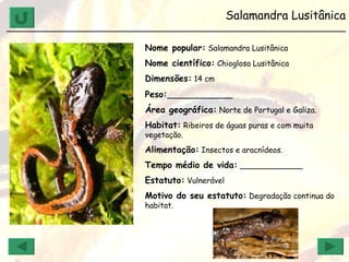 Salamandra Lusitânica ______________________________________________________________ Nome popular:  Salamandra Lusitânica Nome científico:  Chioglosa Lusitânica  Dimensões:  14 cm Peso: ____________ Área geográfica:  Norte de Portugal e Galiza. Habitat:  Ribeiros de águas puras e com muita vegetação. Alimentação:  Insectos e aracnídeos. Tempo médio de vida:  _____________ Estatuto:  Vulnerável Motivo do seu estatuto:  Degradação continua do habitat. 