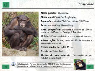 Chimpanzé ______________________________________________________________ Nome popular:  Chimpanzé Nome científico:  Pan Troglodytes Dimensões:  Macho-77/92 cm; fêmea-70/85 cm. Peso:  Macho-40kg; fêmea-30kg. Área geográfica:  Ocidente e centro de África, norte do rio Zaire, do Senegal à Tanzânia. Habitat:  Florestas húmidas produtoras de frutos. Alimentação:  Frutas, cerca de 5% de insectos e pequenos mamíferos. Tempo médio de vida:  45 anos Estatuto:  Vulnerável Motivo do seu estatuto:  Destruição do seu habitat e caça ilegal. Curiosidade:  Período de gestação 230/240 dias tendo apenas uma cria de cada vez (muito raramente tem gémeos). 