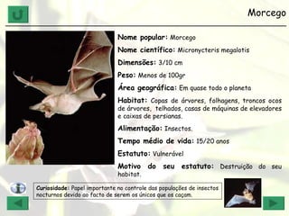 Morcego ______________________________________________________________ Nome popular:  Morcego Nome científico:  Micronycteris megalotis Dimensões:  3/10 cm Peso:  Menos de 100gr Área geográfica:  Em quase todo o planeta Habitat:  Copas de árvores, folhagens, troncos ocos de árvores,  telhados, casas de máquinas de elevadores e caixas de persianas. Alimentação:  Insectos. Tempo médio de vida:  15/20 anos  Estatuto:  Vulnerável Motivo do seu estatuto:  Destruição do seu habitat. Curiosidade:  Papel importante no controle das populações de insectos nocturnos devido ao facto de serem os únicos que os caçam. 