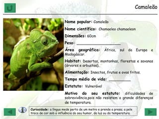 Camaleão ______________________________________________________________ Nome popular:  Camaleão Nome científico:   Chamaeleo chamaeleon   Dimensões:  60cm Peso:  ____________________ Área geográfica:  África, sul da Europa e Madagáscar. Habitat:  Desertos, montanhas, florestas e savanas (árvores e arbustos). Alimentação:  Insectos, frutos e ovos fritos. Tempo médio de vida:  __________ Estatuto:   Vulnerável Motivo do seu estatuto:  dificuldades de sobrevivência,pois não resistem a grande diferenças de temperatura.   Curiosidade:  a língua mede perto de um metro e prende a presa; a pele troca de cor sob a influência do seu humor, da luz ou da temperatura. 