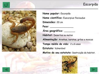 Escorpião ______________________________________________________________ Nome popular:   Escorpião Nome científico:   Euscorpius flaviaudus Dimensões:   20 cm Peso:  _________________ Área geográfica:  ________ Habitat:   Desertos ou matas Alimentação:   Aranhas, baratas, grilos e moscas Tempo médio de vida:   2 a 6 anos   Estatuto:   Vulnerável Motivo do seu estatuto:   Destruição do habitat. 