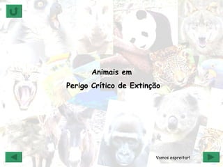 Animais em  Perigo Crítico de Extinção Vamos espreitar! 