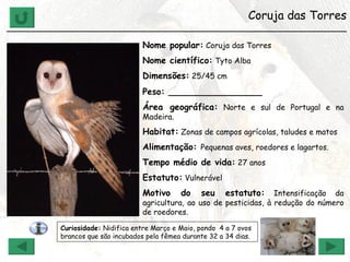 Coruja das Torres ______________________________________________________________ Nome popular:  Coruja das Torres  Nome científico:  Tyto Alba Dimensões:  25/45 cm Peso: _________________ Área geográfica:  Norte e sul de Portugal e na Madeira. Habitat:  Zonas de campos agrícolas, taludes e matos Alimentação:  Pequenas aves, roedores e lagartos. Tempo médio de vida:  27 anos Estatuto:  Vulnerável Motivo do seu estatuto:  Intensificação da agricultura, ao uso de pesticidas, à redução do número de roedores. Curiosidade:  Nidifica entre Março e Maio, pondo  4 a 7 ovos brancos que são incubados pela fêmea durante 32 a 34 dias. 