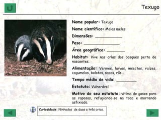 Texugo ______________________________________________________________ Nome popular:  Texugo Nome científico:  Meles meles Dimensões:  ____________ Peso:  ________________ Área geográfica:  ________ Habitat:  Vive nas orlas dos bosques perto de nascentes. Alimentação:  Vermes, larvas, insectos, raízes, cogumelos, bolotas, sapos, rãs… Tempo médio de vida:  _________ Estatuto:  Vulnerável Motivo do seu estatuto:  vitima de gases para as raposas, refugiando-se na toca e morrendo asfixiado. Curiosidade:  Ninhadas  de duas a três crias. 