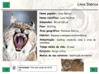 Lince Ibérico _______________________________________________ Nome popular:  Lince Ibérico Nome científico:  Lynx Pardinus Dimensões:  80 até 110 cm Peso:  10/13 kg Área geográfica:  Península Ibérica Habitat:  Bosques e matagais mediterrânicos   Alimentação:  Coelhos, roedores, aves e crias de cervídeos.   Tempo médio de vida:  13 anos Estatuto:  Perigo crítico Motivo do seu estatuto:  Destruição do habitat. Curiosidade : Tem uma cauda de 11/13 cm . 