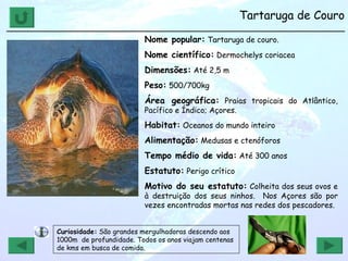 Tartaruga de Couro ______________________________________________________________ Nome popular:  Tartaruga de couro. Nome científico:  Dermochelys coriacea Dimensões:  Até 2,5 m Peso:  500/700kg Área geográfica:  Praias tropicais do Atlântico, Pacífico e Índico; Açores. Habitat:  Oceanos do mundo inteiro Alimentação:  Medusas e ctenóforos Tempo médio de vida:  Até 300 anos Estatuto:  Perigo crítico  Motivo do seu estatuto:  Colheita dos seus ovos e à destruição dos seus ninhos.  Nos Açores são por vezes encontradas mortas nas redes dos pescadores. Curiosidade:  São grandes mergulhadoras descendo aos 1000m  de profundidade. Todos os anos viajam centenas de kms em busca de comida. 