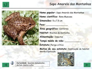 Sapo Amarelo das Montanhas ______________________________________________________________ Nome popular:  Sapo Amarelo das Montanhas Nome científico:  Rana Muscosa Dimensões:  5 a 7,5 cm Peso:  _________________ Área geográfica:  Califórnia Habitat:  Riachos da montanha. Alimentação:  Insectos Tempo médio de vida:  _____________ Estatuto:  Perigo crítico Motivo do seu estatuto:  Destruição do habitat devido à poluição. Curiosidade:  Quando manuseadas, deitam cheiro a alho.  