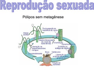 Reprodução sexuada Pólipos sem metagênese 