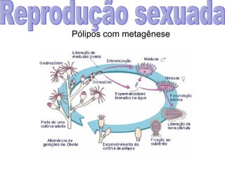 Reprodução sexuada Pólipos com metagênese 