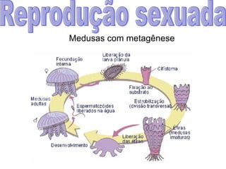 Reprodução sexuada Medusas com metagênese 