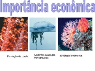 Importância econômica Formação de corais Acidentes causados Por caravelas Emprego ornamental 