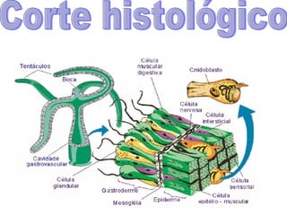 Corte histológico 