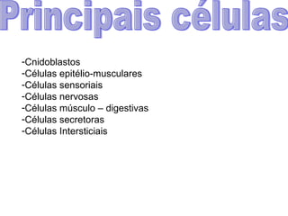Principais células Cnidoblastos Células epitélio-musculares Células sensoriais Células nervosas Células músculo – digestivas Células secretoras Células Intersticiais 