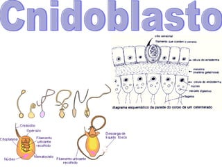 Cnidoblasto 