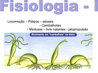 Fisiologia - I Locomoção  - Pólipos – sésseis   - Cambalhotas - Medusas – livre natantes - jatopropulsão 