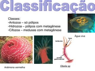 Classificação Classes: Antozoa – só pólipos Hidrozoa – pólipos com metagênese Cifozoa – medusas com metagênese Anêmona vermelha Obelia sp Água viva 
