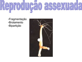 Reprodução assexuada Fragmentação Brotamento Bipartição 